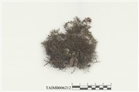 藏品(耳葉蘚屬)的圖片